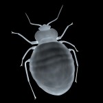 bedbugblack bedbug