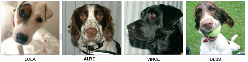 Sniffer Dog Team