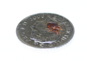 Bed-bug-on-a-5pence-coin