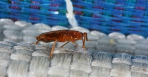 Bed-bug-on-white-woven-cloth