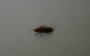 bed-bug-running-over-a4-sheet-of paper