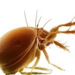 dustmite