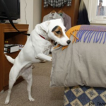 lola searching for bed bugs