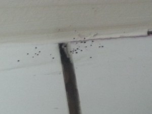 Bed Bug Evidence